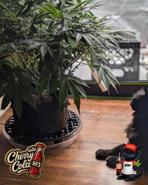 Cherry Cola RF3 to wash it down. Week 7