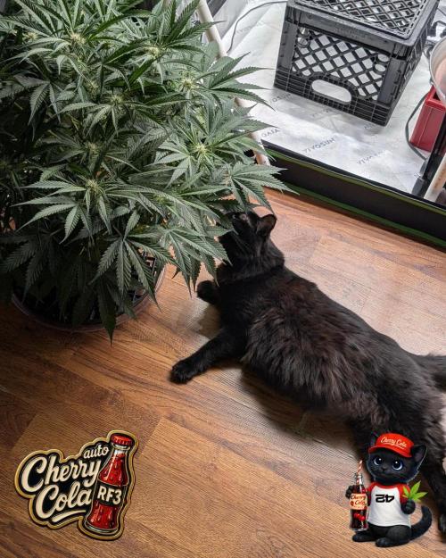 Cherry Cola RF3 to wash it down. Week 7