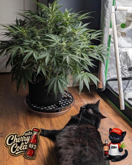 Cherry Cola RF3 to wash it down. Week 7