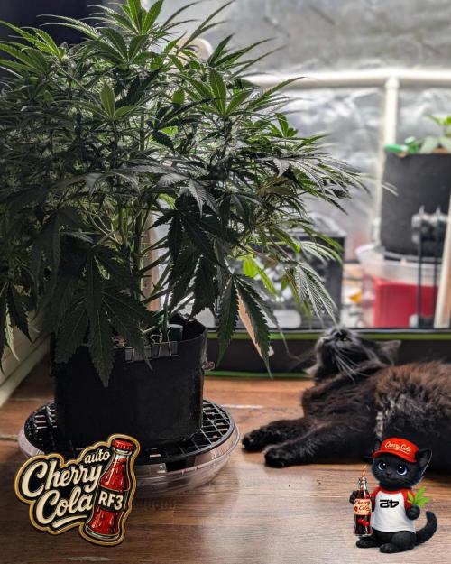 Cherry Cola RF3 to wash it down. Week 7