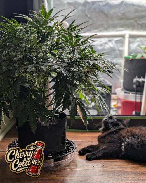 Cherry Cola RF3 to wash it down. Week 7