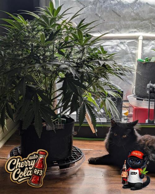 Cherry Cola RF3 to wash it down. Week 7