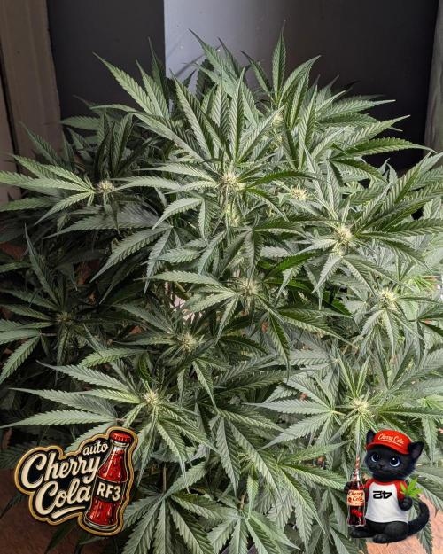 Cherry Cola RF3 to wash it down. Week 7