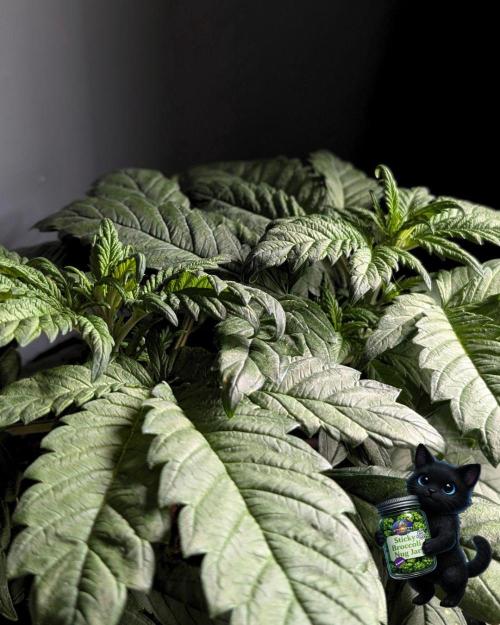 Eternity 2026. Week 5