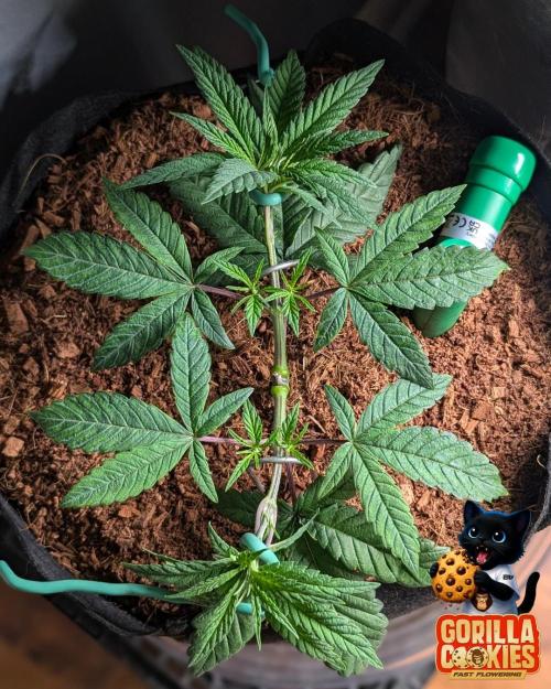 Fast Gorilla Cookies. Week 5