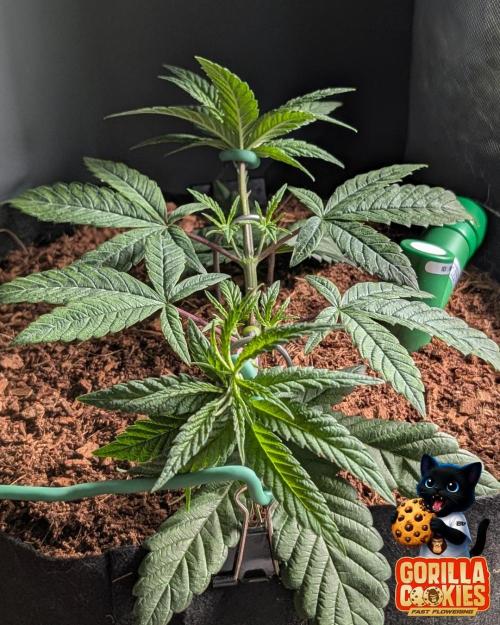 Fast Gorilla Cookies. Week 5