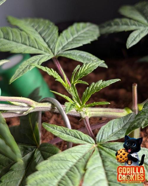 Fast Gorilla Cookies. Week 5