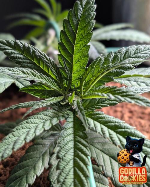 Fast Gorilla Cookies. Week 5