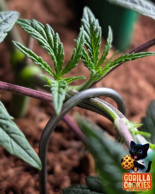 Fast Gorilla Cookies. Week 5