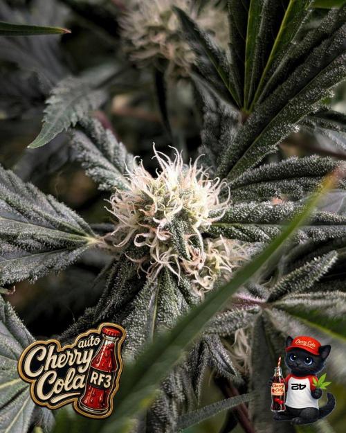 Cherry Cola RF3 to wash it down. Week 8