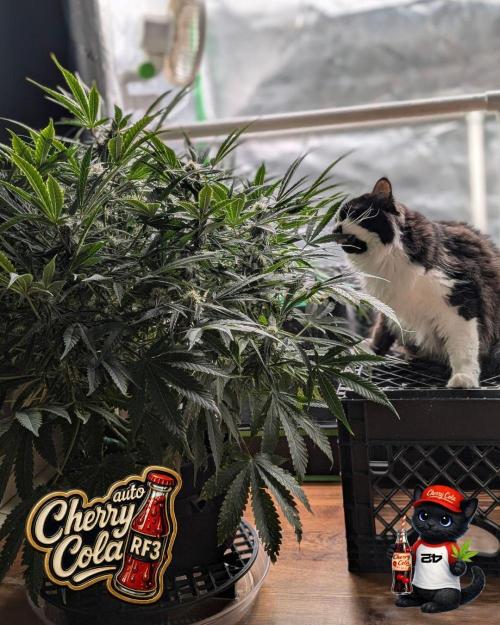 Cherry Cola RF3 to wash it down. Week 8