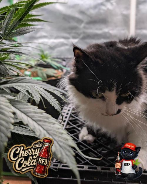 Cherry Cola RF3 to wash it down. Week 8