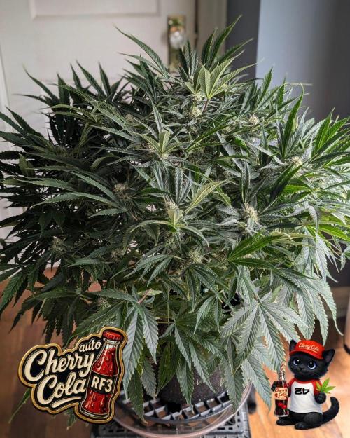 Cherry Cola RF3 to wash it down. Week 8