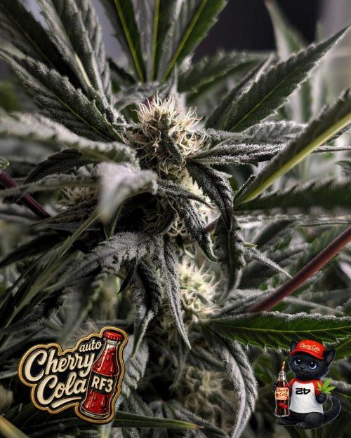 Cherry Cola RF3 to wash it down. Week 8