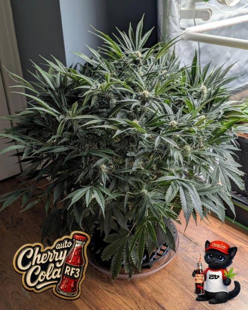 Cherry Cola RF3 to wash it down. Week 8