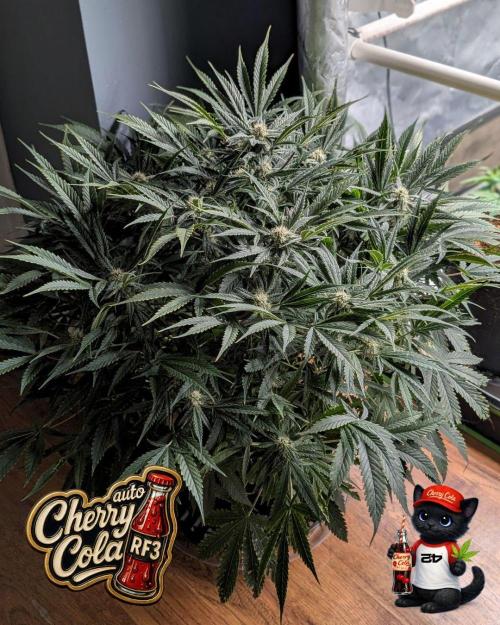 Cherry Cola RF3 to wash it down. Week 8