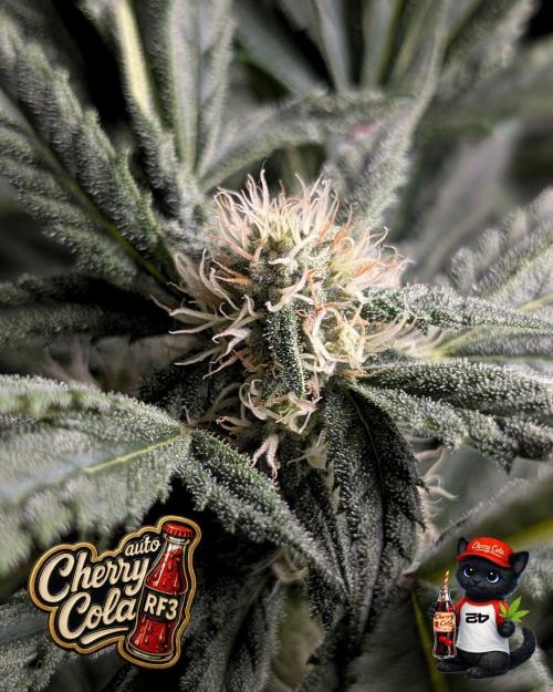 Cherry Cola RF3 to wash it down. Week 8