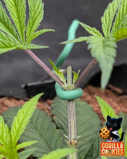 Fast Gorilla Cookies. Week 6