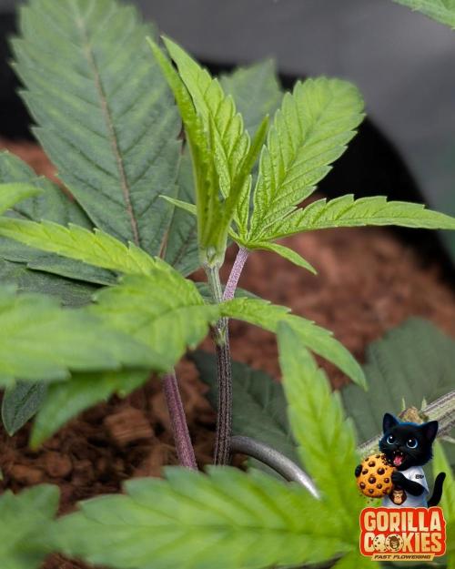 Fast Gorilla Cookies. Week 6