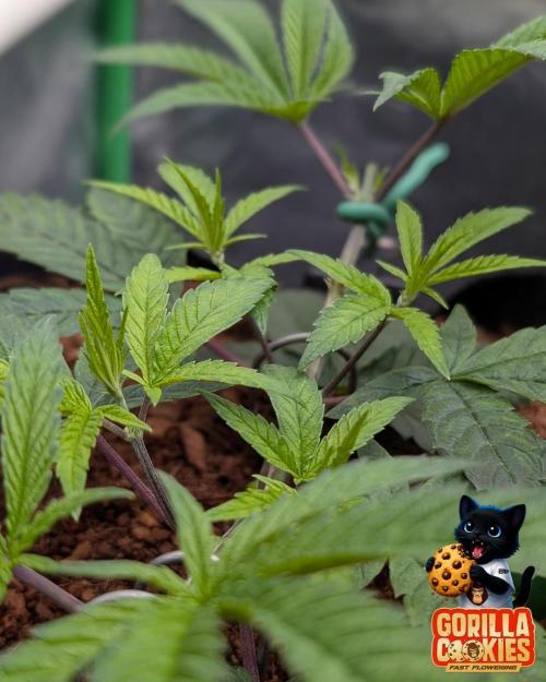 Fast Gorilla Cookies. Week 6