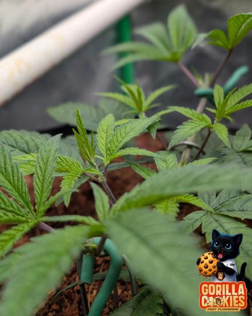 Fast Gorilla Cookies. Week 6