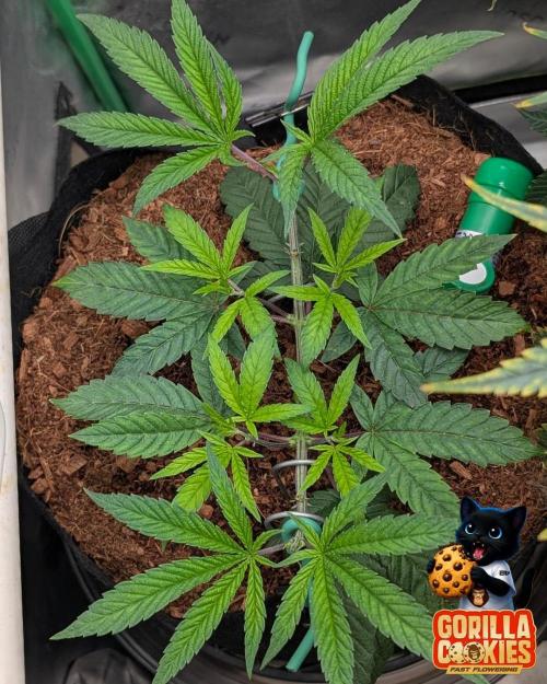 Fast Gorilla Cookies. Week 6