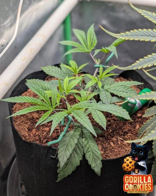 Fast Gorilla Cookies. Week 6