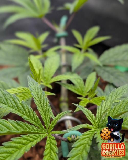 Fast Gorilla Cookies. Week 6