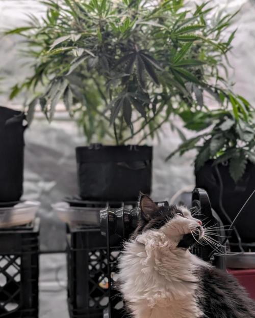 Cherry Cola RF3 to wash it down. Week 9