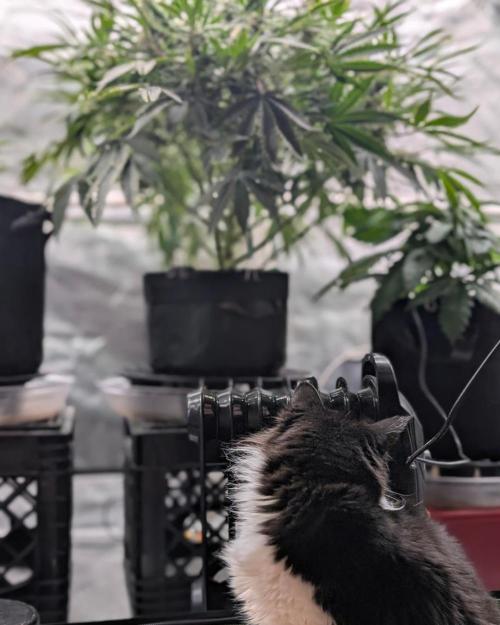 Cherry Cola RF3 to wash it down. Week 9