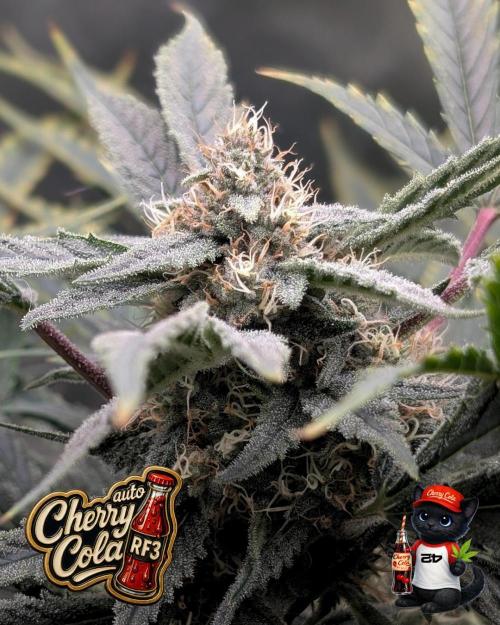 Cherry Cola RF3 to wash it down. Week 9