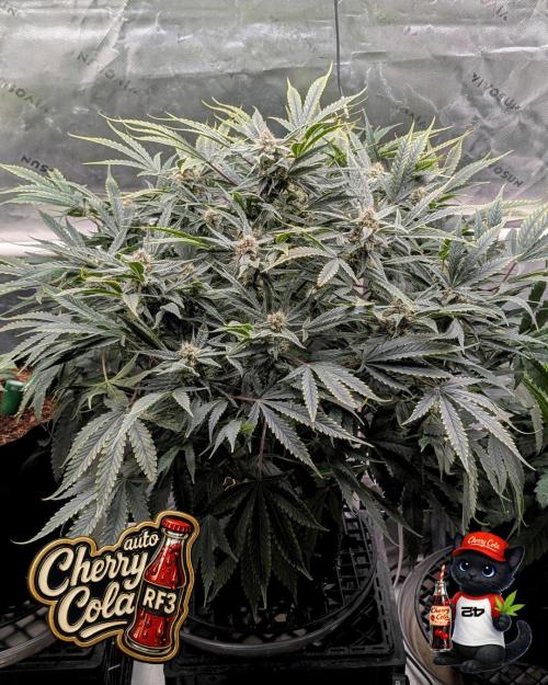 Cherry Cola RF3 to wash it down. Week 9