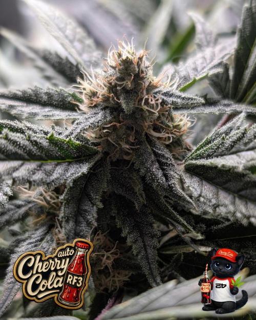 Cherry Cola RF3 to wash it down. Week 9