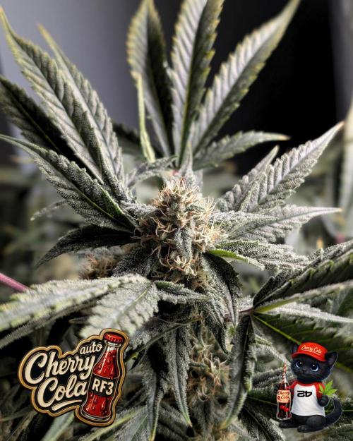 Cherry Cola RF3 to wash it down. Week 9