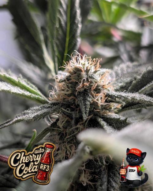 Cherry Cola RF3 to wash it down. Week 9