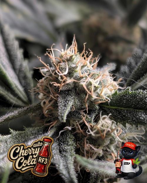 Cherry Cola RF3 to wash it down. Week 9