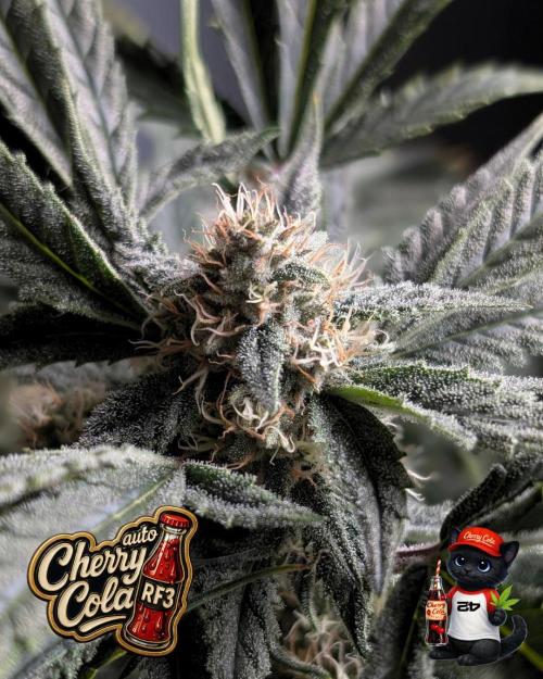 Cherry Cola RF3 to wash it down. Week 9