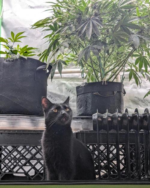 Cherry Cola RF3 to wash it down. Week 9