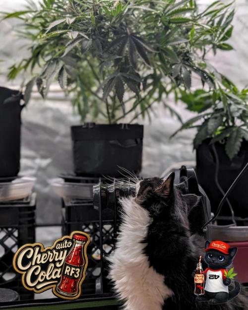 Cherry Cola RF3 to wash it down. Week 9