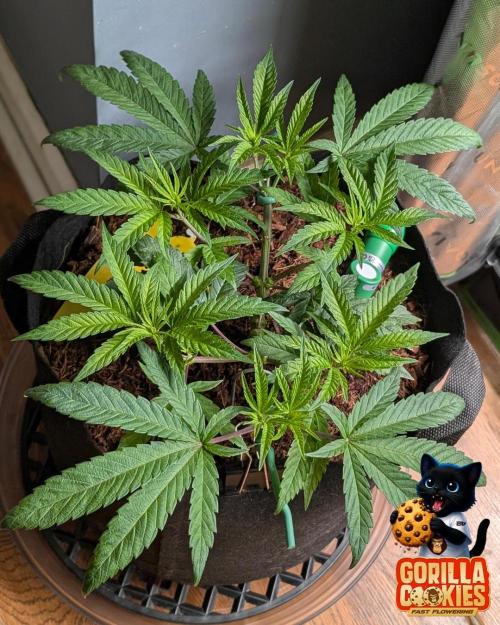 Fast Gorilla Cookies. Week 7