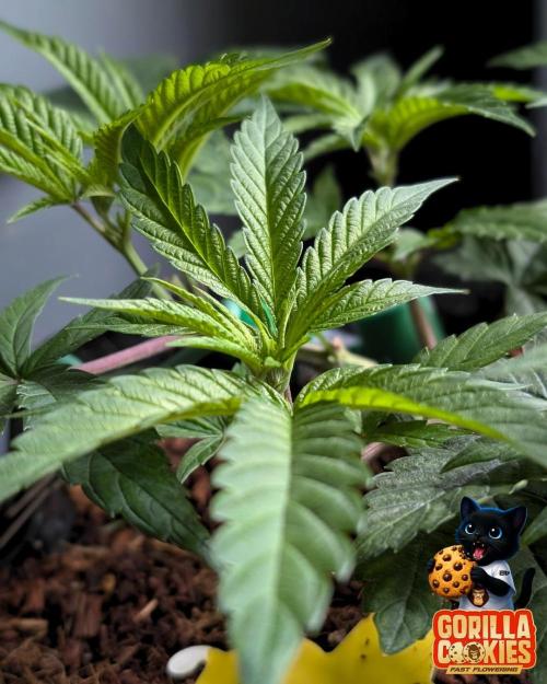 Fast Gorilla Cookies. Week 7