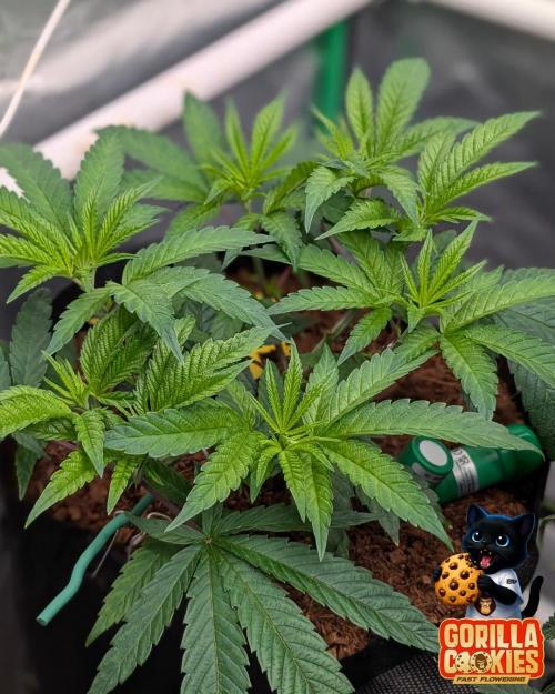 Fast Gorilla Cookies. Week 7