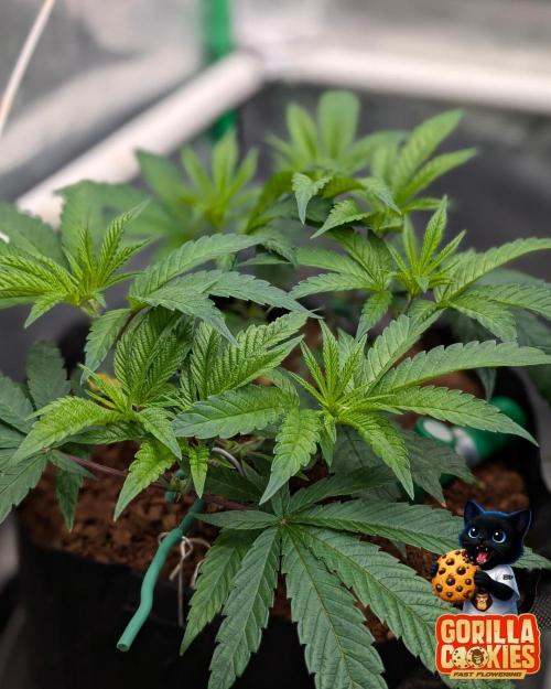 Fast Gorilla Cookies. Week 7