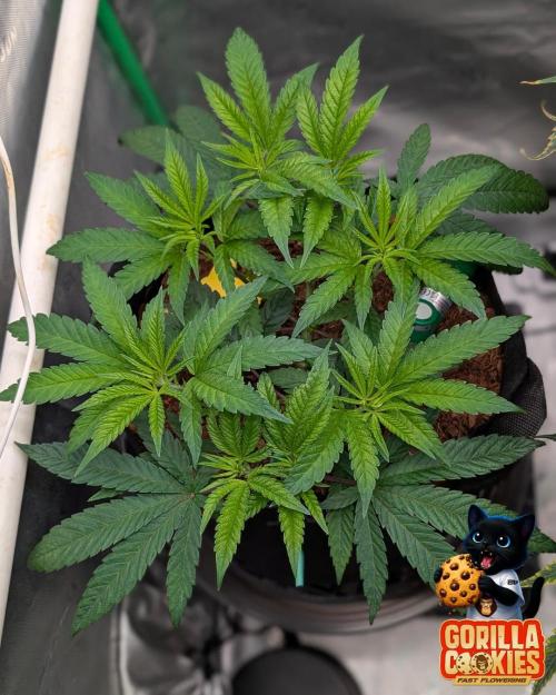 Fast Gorilla Cookies. Week 7