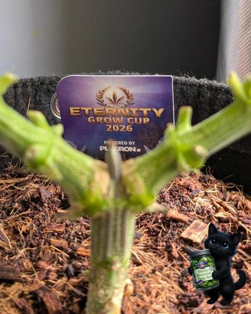 Eternity 2026. Week 7