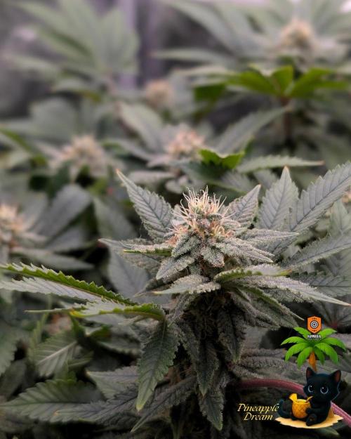 The Dreamy, Pineapple Dream - Catlife420. Week 13 - 1-17
Day 85
Day 39