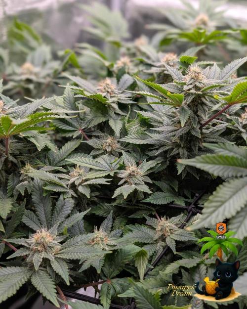 The Dreamy, Pineapple Dream - Catlife420. Week 13 - 1-17
Day 85
Day 39