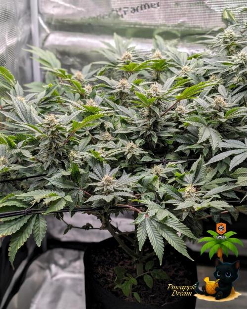 The Dreamy, Pineapple Dream - Catlife420. Week 13 - 1-17
Day 85
Day 39