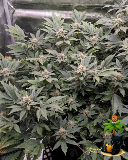 The Dreamy, Pineapple Dream - Catlife420. Week 13 - 1-17
Day 85
Day 39