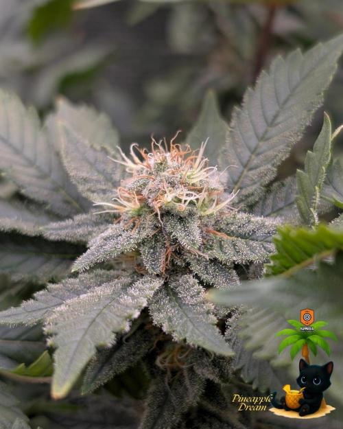 The Dreamy, Pineapple Dream - Catlife420. Week 13 - 1-17
Day 85
Day 39